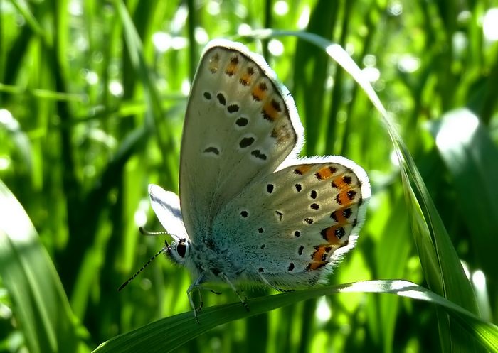 Farfalle della Val Nerina (e dintorni)